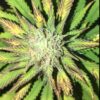 Pakistan Valley Kush Autoflowering Feminized Marijuana Seeds | The Seed Fair
