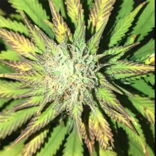 Pakistan Valley Kush Autoflowering Feminized Marijuana Seeds | The Seed Fair