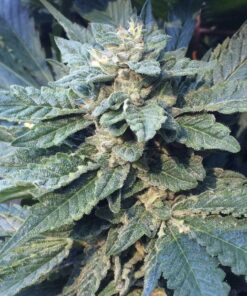 Papa’s OG Autoflowering Feminized Marijuana Seeds | The Seed Fair