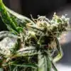 Paris XXX Autoflowering Feminized Marijuana Seeds | The Seed Fair