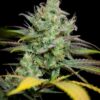 Pennywise CBD Feminized Marijuana Seeds | Pennywise CBD | The Seed Fair