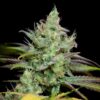 Pennywise Autoflowering Feminized Marijuana Seeds | Pennywise Strain | The Seed Fair