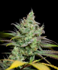 Pennywise Autoflowering Feminized Marijuana Seeds | Pennywise Strain | The Seed Fair
