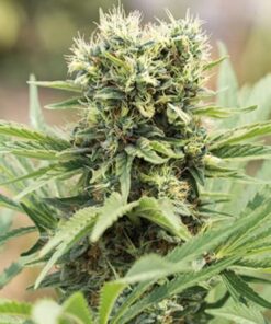 Pineapple Mayhem Autoflowering Feminized Marijuana Seeds | The Seed Fair