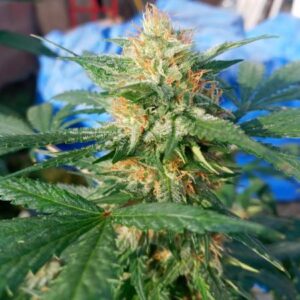 Pluto Kush Autoflower Seeds | The Seed Fair