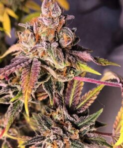 Pop Rox Autoflowering Feminized Marijuana Seeds | The Seed Fair