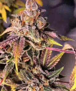 Pop Rox Autoflowering Feminized Marijuana Seeds | The Seed Fair