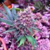 Purple Berry Autoflowering Marijuana Seeds | Purple Berry Strain | The Seed Fair