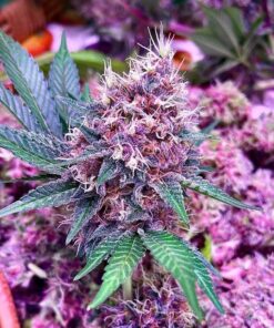 Purple Berry Autoflowering Marijuana Seeds | Purple Berry Strain | The Seed Fair
