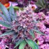 Purple Berry Feminized Marijuana Seeds | Purple Berry Strain | The Seed Fair