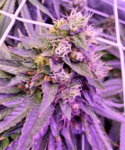 Purple Dragon AutoFlowering Marijuana Seeds | Purple Dragon | The Seed Fair