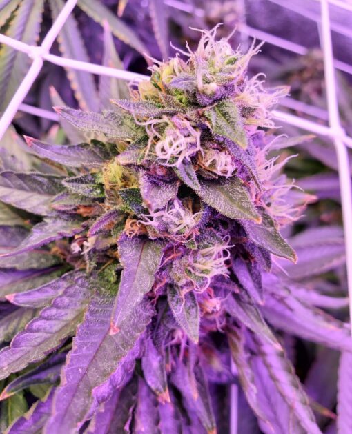 Purple Dragon AutoFlowering Marijuana Seeds | Purple Dragon | The Seed Fair
