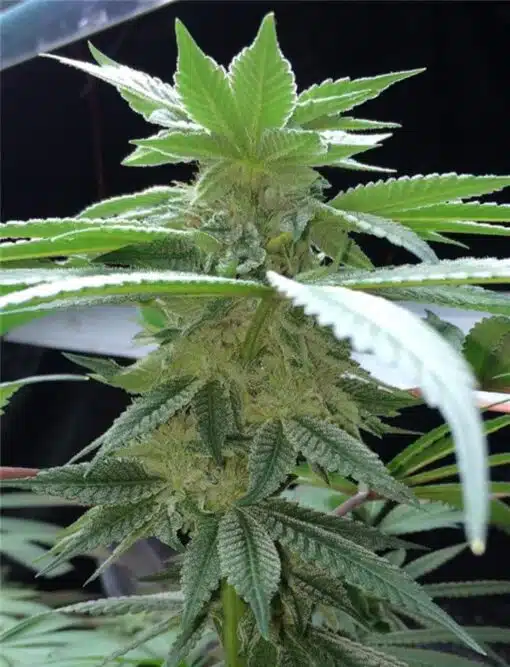 Purple Martian Kush Autoflowering Feminized Marijuana Seeds | The Seed Fair
