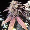 Purple Martian Kush Autoflowering Feminized Marijuana Seeds | The Seed Fair