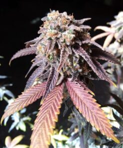 Purple Martian Kush Autoflowering Feminized Marijuana Seeds | The Seed Fair