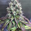 Purple Mr. Nice AutoFlowering Feminized Marijuana Seeds | The Seed Fair