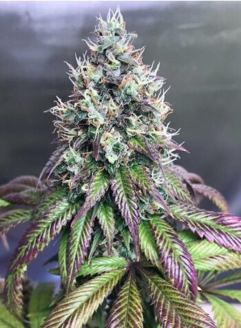 Purple Mr. Nice AutoFlowering Feminized Marijuana Seeds | The Seed Fair