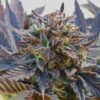 Purple Passion AutoFlowering Marijuana Seeds | Purple Passion | The Seed Fair