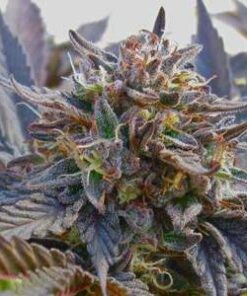 Purple Passion AutoFlowering Marijuana Seeds | Purple Passion | The Seed Fair
