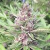 Purple Star Autoflowering Feminized Marijuana Seeds | The Seed Fair