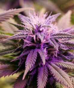 Purple Voodoo AutoFlowering Feminized Marijuana Seeds | The Seed Fair