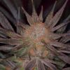 Qrazy Train Autoflowering Marijuana Seeds | Qrazy Train Strain | The Seed Fair