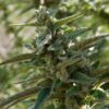 Quantum Kush Autoflowering Marijuana Seeds | Quantum Kush | The Seed Fair