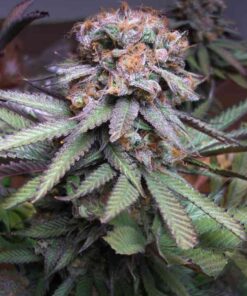 Querkle Autoflowering Feminized Marijuana Seeds | Querkle Strain | The Seed Fair