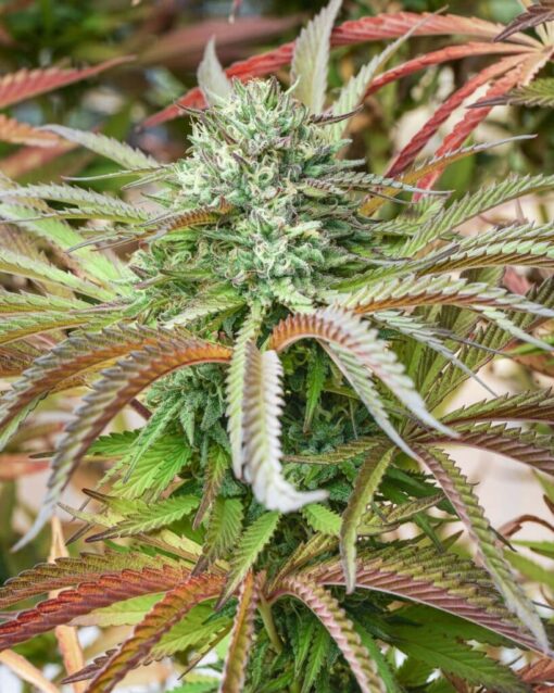 Queso Autoflowering Feminized Marijuana Seeds | The Seed Fair