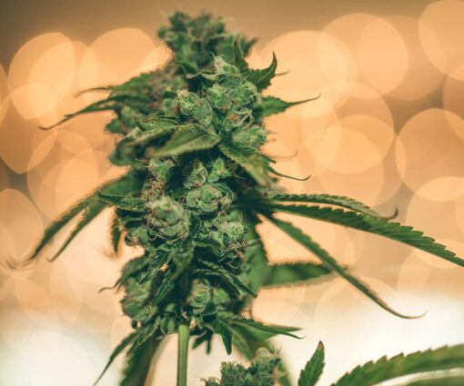 Ray Charles Autoflowering Feminized Marijuana Seeds | The Seed Fair