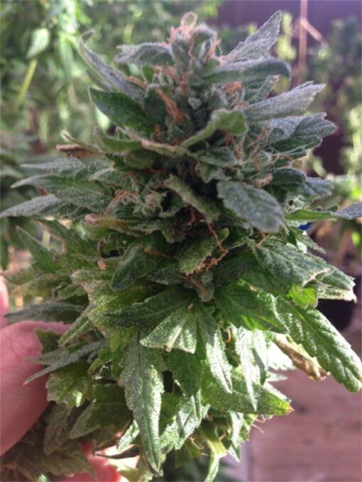 Reclining Buddha Autoflowering Feminized Marijuana Seeds | The Seed Fair