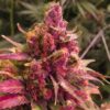 Red Congolese AutoFlowering Feminized Marijuana Seeds | The Seed Fair