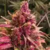 Red Congolese AutoFlowering Feminized Marijuana Seeds | The Seed Fair