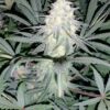 Remedy Autoflowering Feminized Marijuana Seeds | Remedy Strain | The Seed Fair