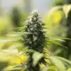 Reserve L.A.K. Federal Autoflowering Feminized Marijuana Seeds | The Seed Fair