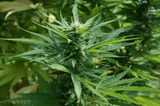 Ringo’s Gift CBD Feminized Marijuana Seeds | Ringo's Gift Strain | The Seed Fair