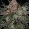 Ripped Bubba AutoFloring Marijuana Seeds | The Seed Fair