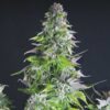 Romulan Haze Autoflowering Feminized Marijuana Seeds | The Seed Fair