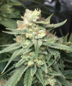 Royal Highness Feminized Marijuana Seeds | Royal Highness | The Seed Fair