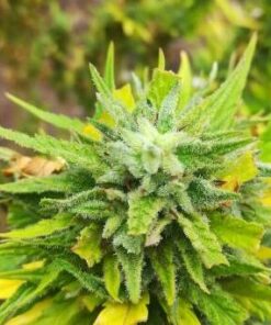 Sensi Skunk Autoflowering Feminized Marijuana Seeds | The Seed Fair