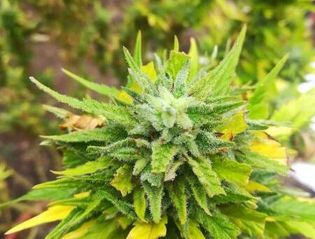 Sensi Skunk Autoflowering Feminized Marijuana Seeds | The Seed Fair