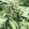 Shoreline AutoFlowering Marijuana Seeds | Shoreline Strain | The Seed Fair