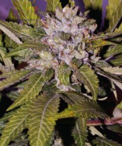 Shoreline AutoFlowering Marijuana Seeds | Shoreline Strain | The Seed Fair