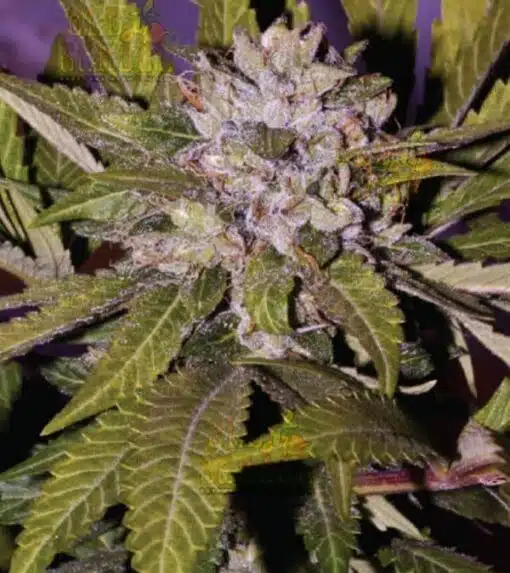 Shoreline AutoFlowering Marijuana Seeds | Shoreline Strain | The Seed Fair