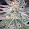 Sin City Kush Autoflowering Feminized Marijuana Seeds | The Seed Fair