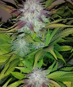 Six Shooter Autoflowering Feminized Marijuana Seeds | The Seed Fair