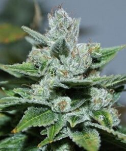 Smelliot Autoflowering Feminized Marijuana Seeds | Smelliot Strain | The Seed Fair