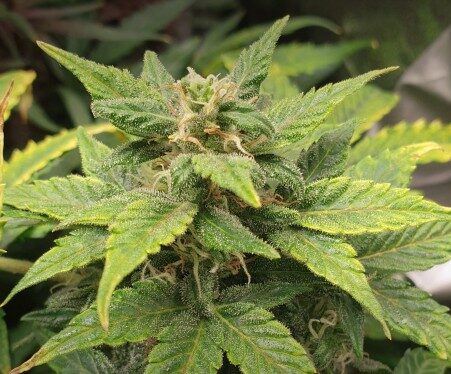 CBD Solomatic Autoflowering Feminized Marijuana Seeds | The Seed Fair