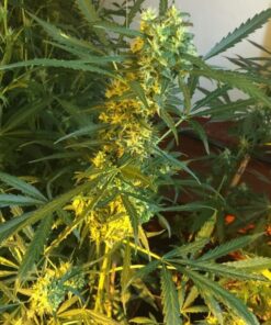 Somango Cheesecake Autoflowering Feminized Marijuana Seeds | The Seed Fair