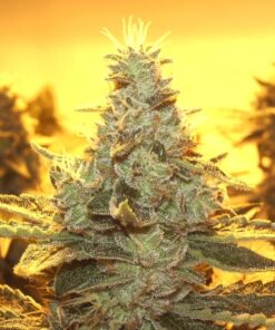 Sour Dubble Autoflowering Feminized Marijuana Seeds | The Seed Fair